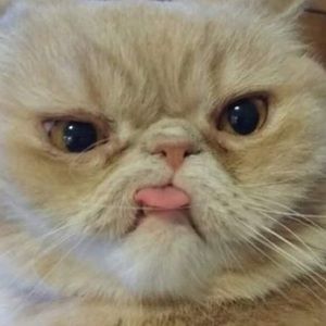 Meet your Posher, Cassandra